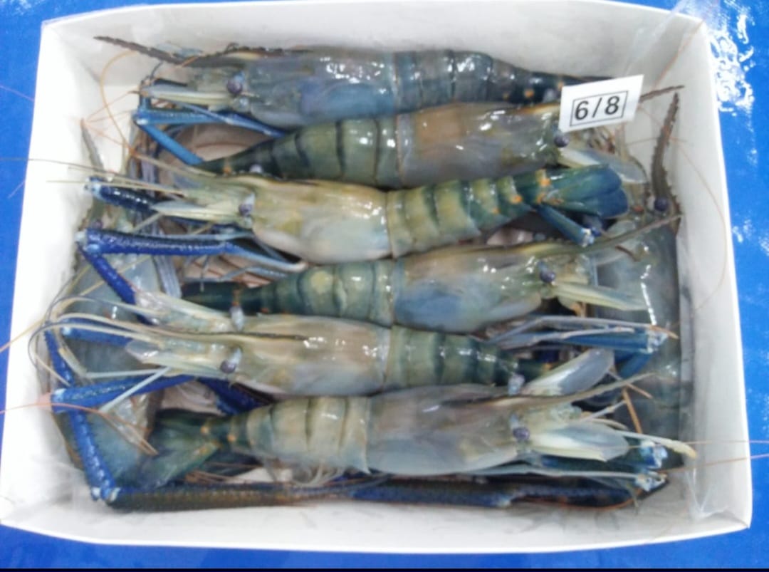 Shrimp Collection